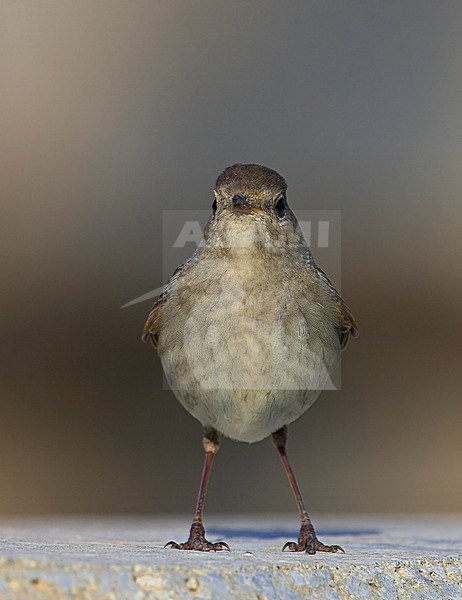 Thrush Nightingale Israel, April 2009 stock-image by Agami/Tomi Muukkonen,