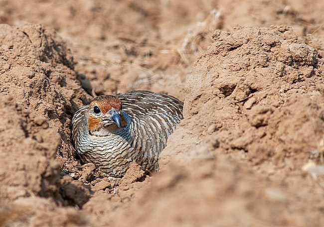 Male Jungle Bush Quail (Perdicula asiatica) hidden in plain sight on agricultural field. stock-image by Agami/Marc Guyt,
