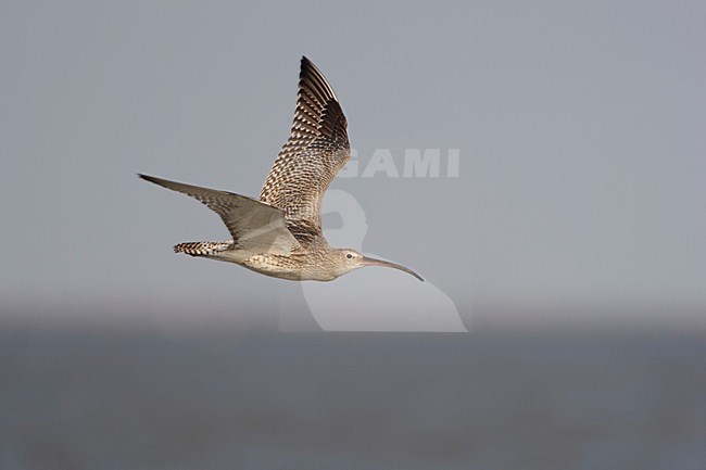 Vliegende juveniel (2 van 3); Flying juvenile (2/3) stock-image by Agami/Arie Ouwerkerk,