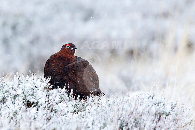 Mannetje Schots Sneeuwhoen in de sneeuw, Male Red grouse in snow stock-image by Agami/David Monticelli,