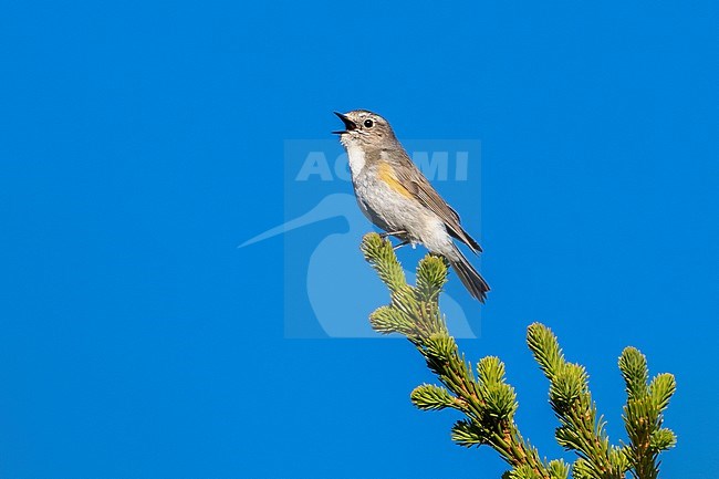 Red-flancked Bluetail perched on a pine tree, Ural Ridge, Russian Federation. June 2016. stock-image by Agami/Vincent Legrand,