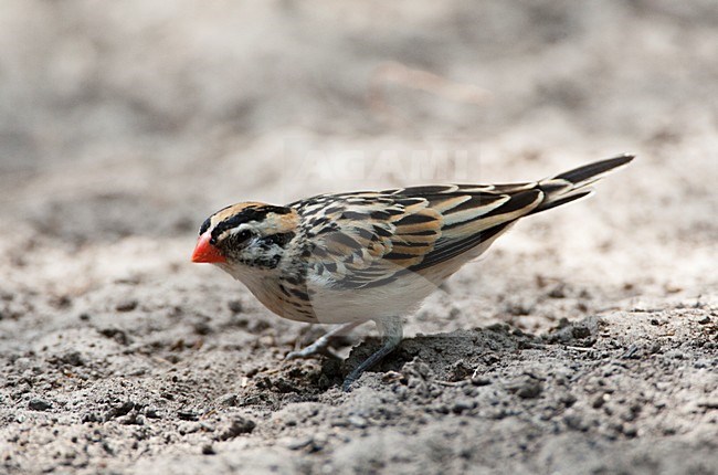 Dominicanerwida, Pin-tailed Whydah, Vidua macroura stock-image by Agami/Marc Guyt,