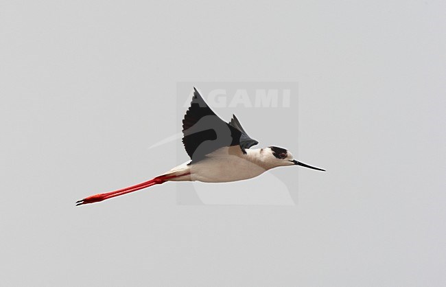 Vliegende Steltkluut; Black-winged Stilt in flight stock-image by Agami/Roy de Haas,