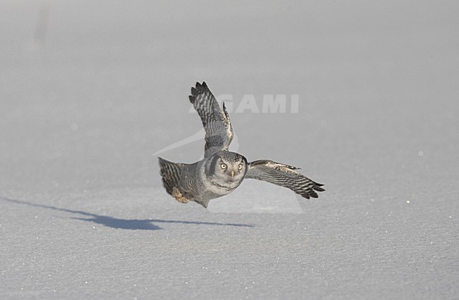 Northern Hawk Owl hunting; Sperweruil jagend stock-image by Agami/Jari Peltomäki,