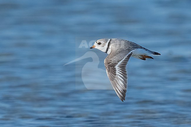 Adult breeding
Galveston Co., TX
April 2023 stock-image by Agami/Brian E Small,