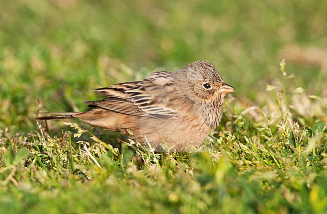 Bruinkeelortolaan vrouw op degrond; Cretschmar's Bunting female on the ground stock-image by Agami/Marc Guyt,