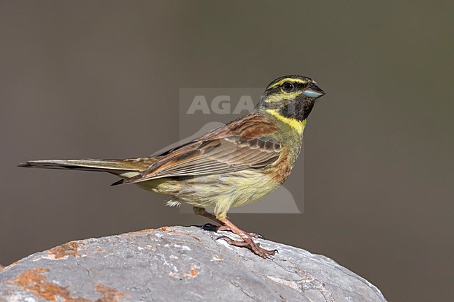 Cirlgors; Cirl Bunting stock-image by Agami/Daniele Occhiato,