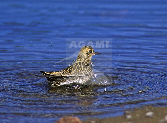 Aziatische Goudplevier in Finland; Vagrant Pacific Golden Plover in Finland stock-image by Agami/Markus Varesvuo,