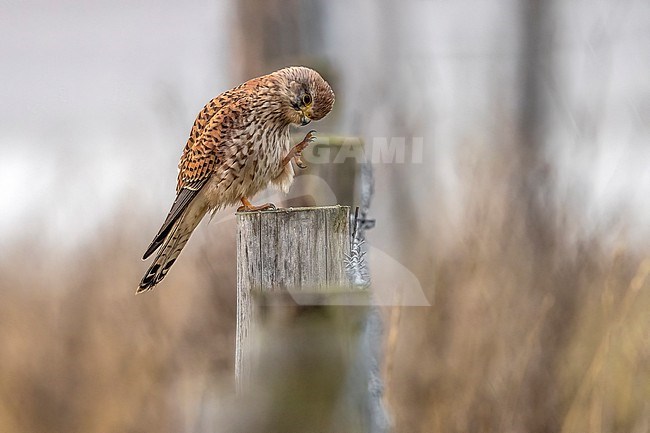 Juvenile male Common Kestrel (Falco tinnunculus tinnunculus) sitting on a post in Het Zwin, Retranchement, Zeeland, the Netherlands. stock-image by Agami/Vincent Legrand,