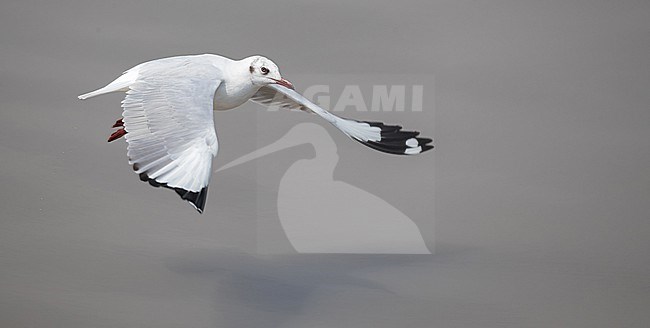 Wintering Brown-headed Gull, Chroicocephalus brunnicephalus, in Thailand. Adult in non-breeding plumage. stock-image by Agami/Ian Davies,