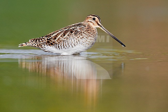 Common Snipe (Gallinago gallinago), side view of an adult standing in the water, Campania, Italy stock-image by Agami/Saverio Gatto,