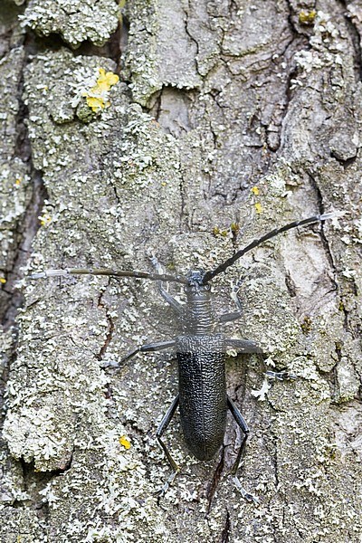 Cerambyx scopollii - Kleiner Eichenheldbock, Germany, imago stock-image by Agami/Ralph Martin,