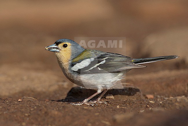 Male Madeira Chaffinch (Fringilla coelebs maderensis), an island endemic subspecies from the Chaffinch on Madeira island. stock-image by Agami/Marc Guyt,
