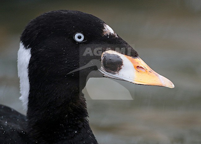 Surf Scoter (Melanitta perspicillata), second winter male swimming in captivity, seen from the side. stock-image by Agami/Fred Visscher,