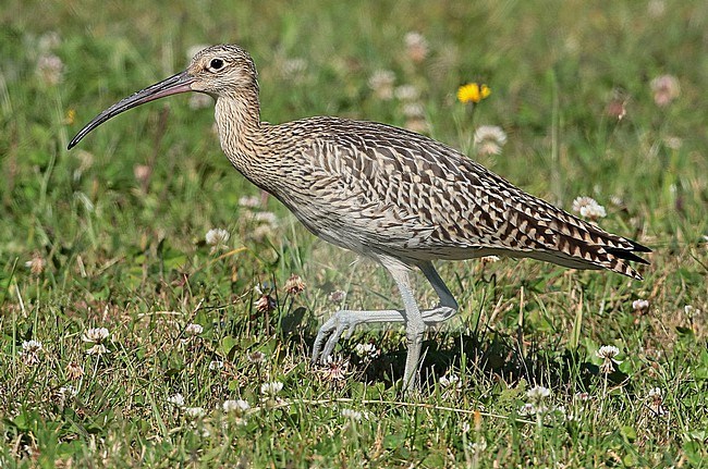 Eurasian Curlew (Numenius arquata), juvenile standing, seen from the side. stock-image by Agami/Fred Visscher,