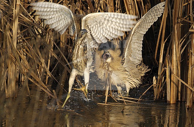 Roerdompen vechtend; Eurasian Bitterns fighting stock-image by Agami/Hans Gebuis,