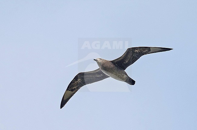 Kermadec petrel (Pterodroma neglecta) flying over Kauai island, Hawaii, United States. A polymorphic of gadfly petrel. stock-image by Agami/Pete Morris,