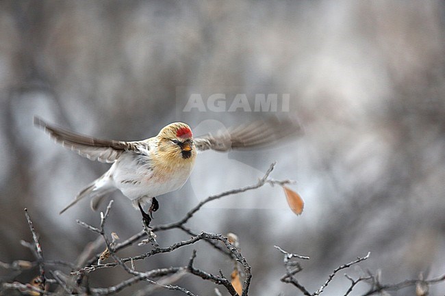 Arctic Redpoll (Carduelis hornemanni) setting of out of a tree with snow stock-image by Agami/Chris van Rijswijk,
