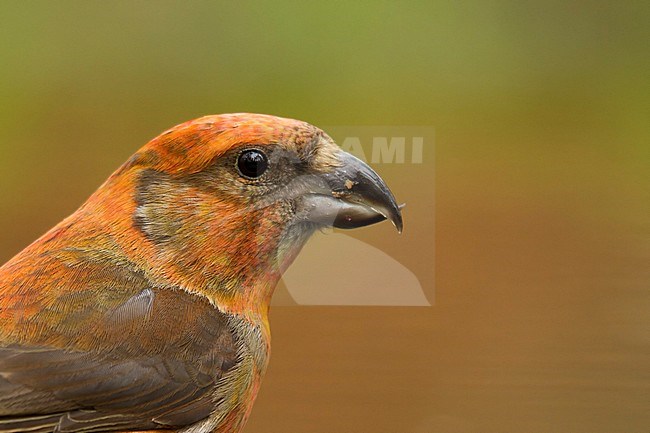 Kruisbek portret; Red Crossbill portret; stock-image by Agami/Walter Soestbergen,