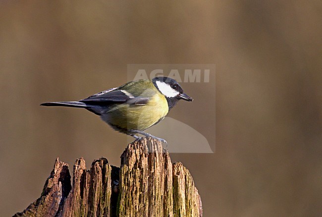 Koolmees, Great Tit stock-image by Agami/Roy de Haas,