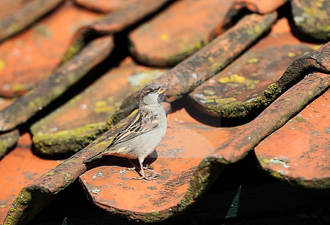 Autumn male House Sparrow (Passer domesticus) standing on a roof with old roof tiles on Vlieland, Netherlands. Standing alert, side view. stock-image by Agami/Marc Guyt,