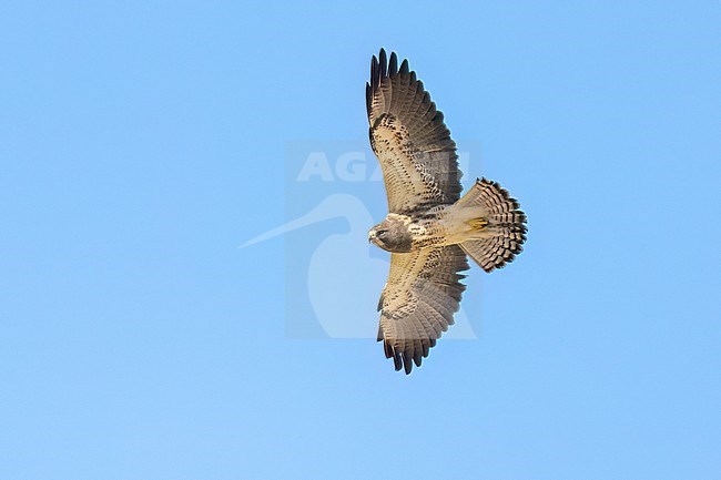 Juvenile (light morph)
San Diego Co., CA
April 2023 stock-image by Agami/Brian E Small,