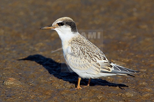First year Little Tern, Sternula albifrons, standing on the beach at Hyères - France. stock-image by Agami/Aurélien Audevard,
