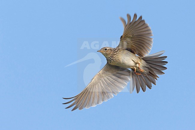 Veldleeuwerik; Eurasian Skylark stock-image by Agami/Daniele Occhiato,