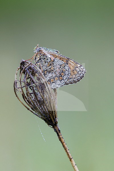 Heath Fritillary (Melitaea athalia) resting on top of small flower in Mercantour in France, against a natural green colored background. stock-image by Agami/Iolente Navarro,