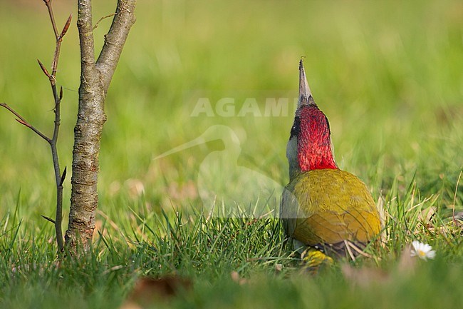 Eurasian Green Woodpecker - Grünspecht - Picus viridis ssp. viridis, Germany, adult male stock-image by Agami/Ralph Martin,