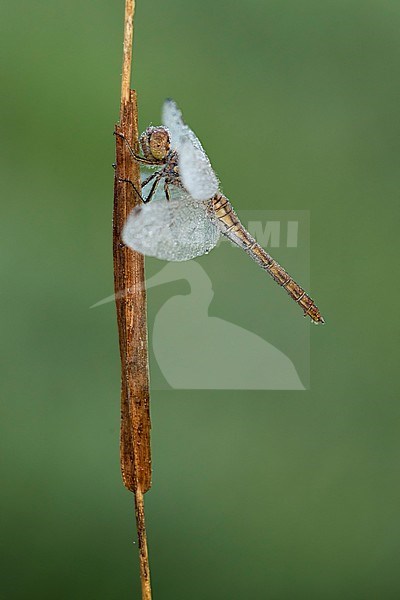 steenrode heidelibel; Vagrant darter; stock-image by Agami/Walter Soestbergen,