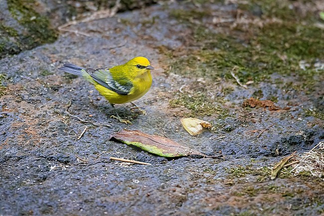 First winter male Blue-winged Warbler (Vermivora cyanoptera) sitting on the riverbed of Ribeira Da Ponte, Corvo, Azores, Portugal. stock-image by Agami/Vincent Legrand,