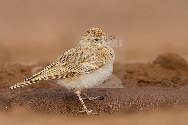 Short-toed Lark - Kurzzehenlerche - Calandrella brachydactyla ssp. rubiginosa, Morocco, adult stock-image by Agami/Ralph Martin,