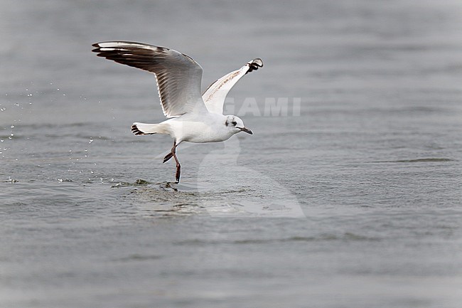 Subadult Black-headed Gull foraging, flying just above waterlevel of river Meuse in the Netherlands, trying to catch emerging Caddis Fly stock-image by Agami/Ran Schols,