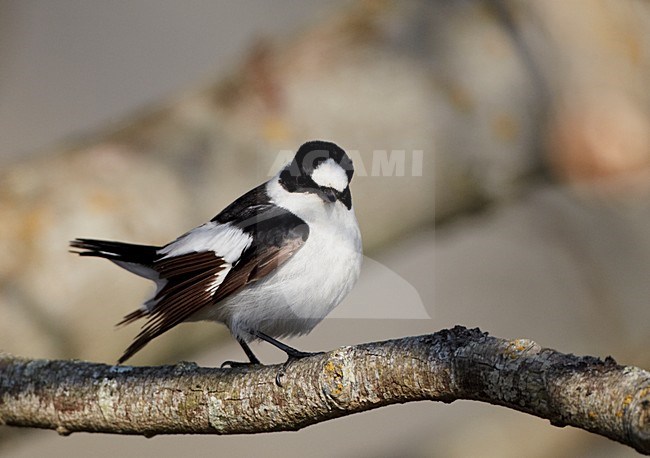 Withalsvliegenvanger; Collared Flycatcher stock-image by Agami/Markus Varesvuo,