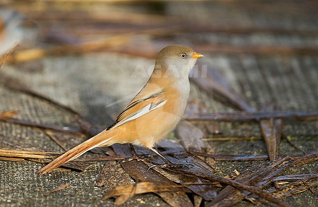 Bearded Reedling - Bartmeise - Panurus biarmicus ssp. biarmicus, Germany, adult female stock-image by Agami/Ralph Martin,