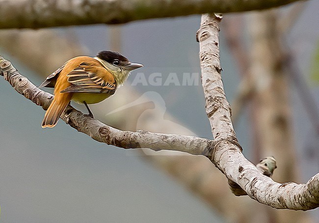 Grey-collared Becard, Pachyramphus major matudai, perched in a tree. stock-image by Agami/Nigel Voaden,