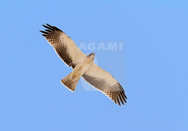 Booted Eagle (Hieraaetus pennatus), light morph juvenile in flight seen from below stock-image by Agami/Saverio Gatto,