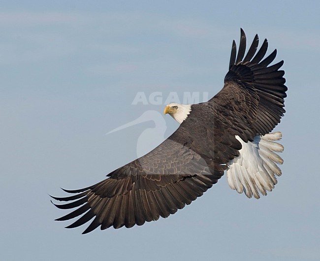 Volwassen Amerikaanse Zeearend in de vlucht; Adult Bald Eagle in flight stock-image by Agami/David Hemmings,