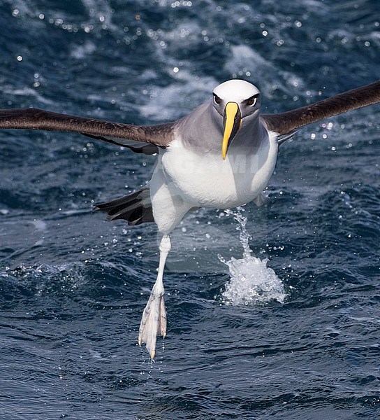 Northern Buller's Albatross (Thalassarche (bulleri) platei) near the Chatham Islands, New Zealand. stock-image by Agami/Marc Guyt,