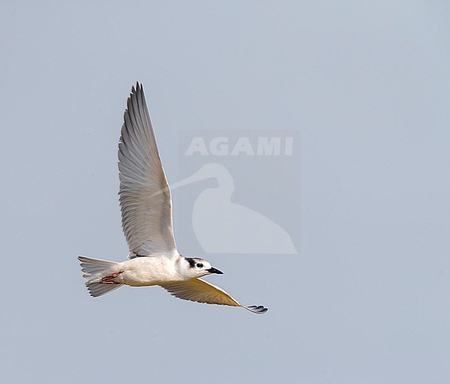 Juvenile Whiskered Tern (Chlidonias hybrida) in the Ebro delta in Spain during autumn. Bird in flight. stock-image by Agami/Marc Guyt,