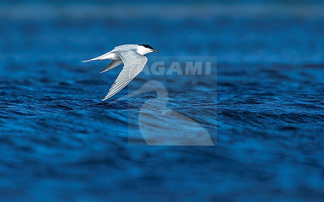 Adult Gull-billed Tern (Gelochelidon nilotica nilotica) flying over Iwik beach in Banc d'Arguin, Mauritania. stock-image by Agami/Vincent Legrand,