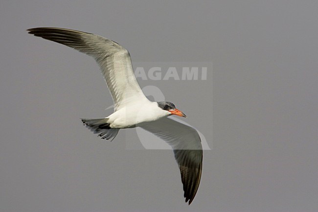 Reuzenstern in de vlucht; Caspian Tern in flight stock-image by Agami/Arie Ouwerkerk,