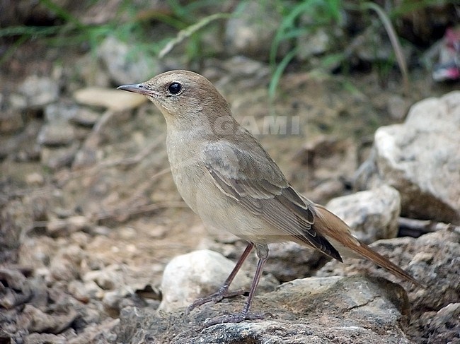 First-winter Common Nightingale (Luscinia megarhynchos golzii) during autumn at Salalah in Oman. stock-image by Agami/Aurélien Audevard,