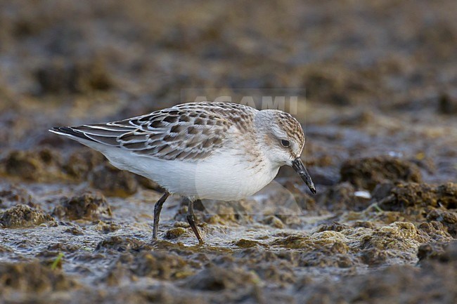 Foeragerende Grijze strandloper, Foraging Semipalmated Sandpiper stock-image by Agami/Daniele Occhiato,