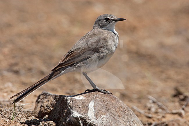 Kaapse Kwikstaart, Cape Wagtail stock-image by Agami/Wil Leurs,
