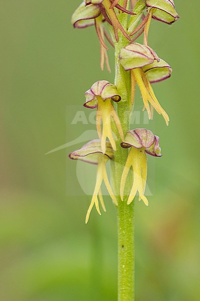 Poppenorchis, Man Orchid stock-image by Agami/Wil Leurs,