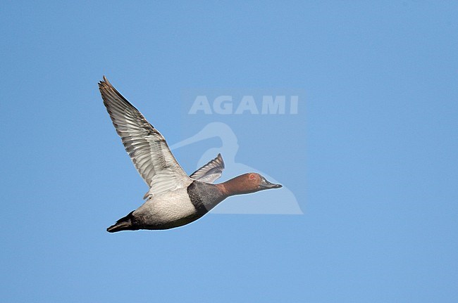 Flying male Common Pochard (Aythya ferina), showing under wing, in Spain. stock-image by Agami/Ran Schols,