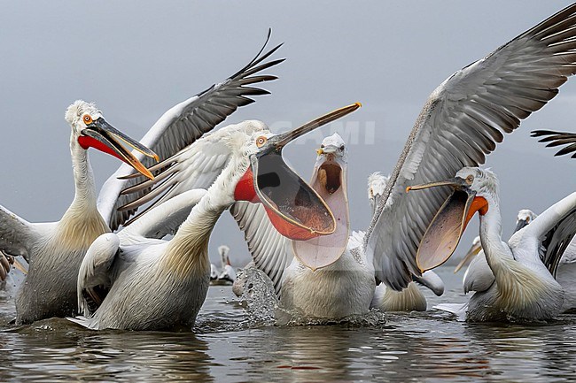 Dalmatian Pelican (Pelecanus crispus) feeding on fish on lake Kerkini in Greece. stock-image by Agami/Marcel Burkhardt,