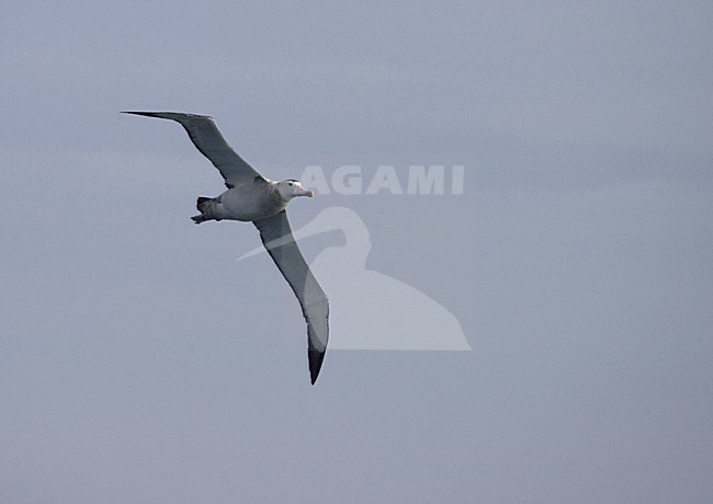 Snowy (Wandering) Albatross flying; Grote Albatros vliegend stock-image by Agami/Marc Guyt,